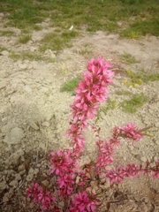 Prunus tenella