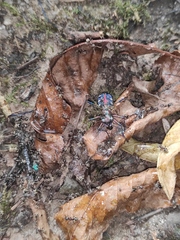 Cosmodela separata