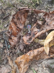Cosmodela separata