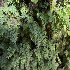 Asplenium dareoides