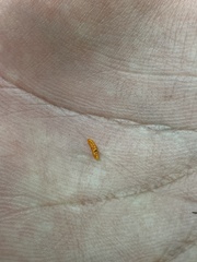 Neolasioptera impatientifolia