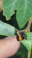 Griburius albilabris