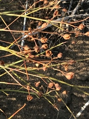Crocanthemum scoparium