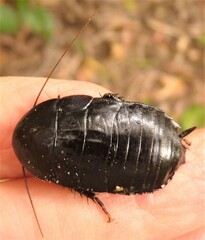 Melanozosteria nitida