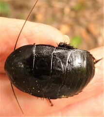Melanozosteria nitida