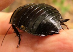 Melanozosteria nitida