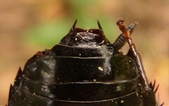 Melanozosteria nitida