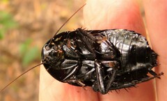 Melanozosteria nitida