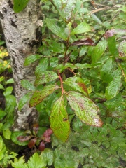 Vaccinium smallii