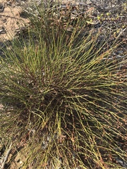 Crocanthemum scoparium