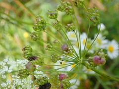 Heracleum sphondylium sibiricum