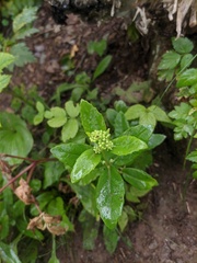 Hylotelephium verticillatum