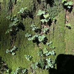 Asplenium dareoides