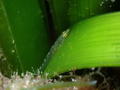 Spindly Clingfish photo 5