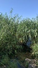 Phragmites australis