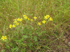 Potentilla neglecta