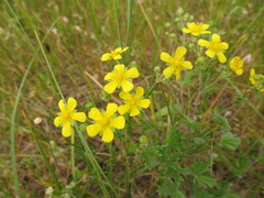 Potentilla neglecta