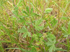 Potentilla neglecta