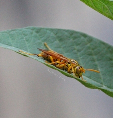 Polistes olivaceus