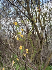 Tropaeolum brachyceras