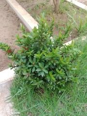 Angiospermae