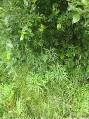 Heracleum sphondylium sibiricum