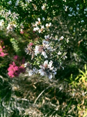 Amphithalea speciosa