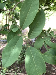 Annona macroprophyllata