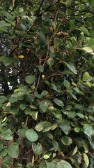 Griselinia littoralis