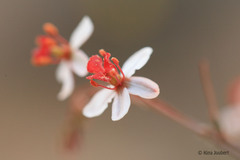 Pharnaceum confertum