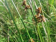Polydontomyia curvipes