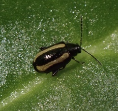 Phyllotreta vittula