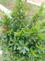Angiospermae