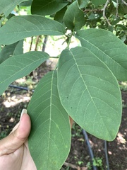 Annona macroprophyllata