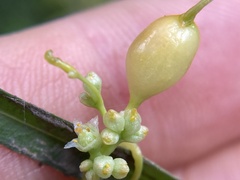 Smicronyx sculpticollis