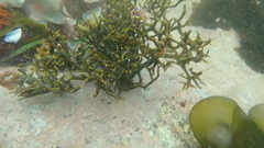 Bifurcariopsis capensis