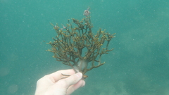 Bifurcariopsis capensis