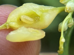 Smicronyx sculpticollis