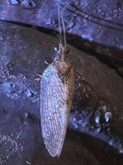 Sympherobius barberi