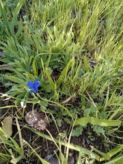 Tecophilaea violiflora