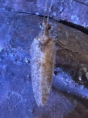 Sympherobius barberi