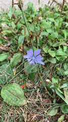 Cichorium intybus