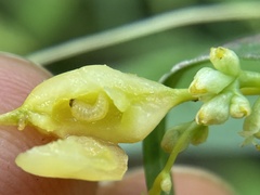 Smicronyx sculpticollis