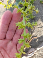 Salsola squarrosa