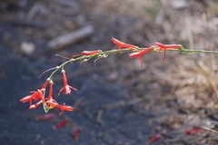 Penstemon labrosus