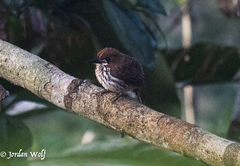 Micromonacha lanceolata