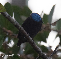 Lepidothrix coronata