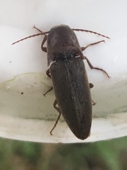 Orthostethus infuscatus