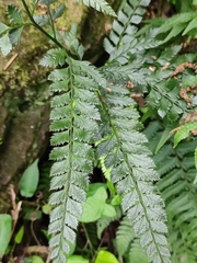 Arachniodes amabilis