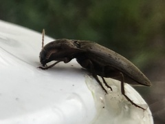 Orthostethus infuscatus